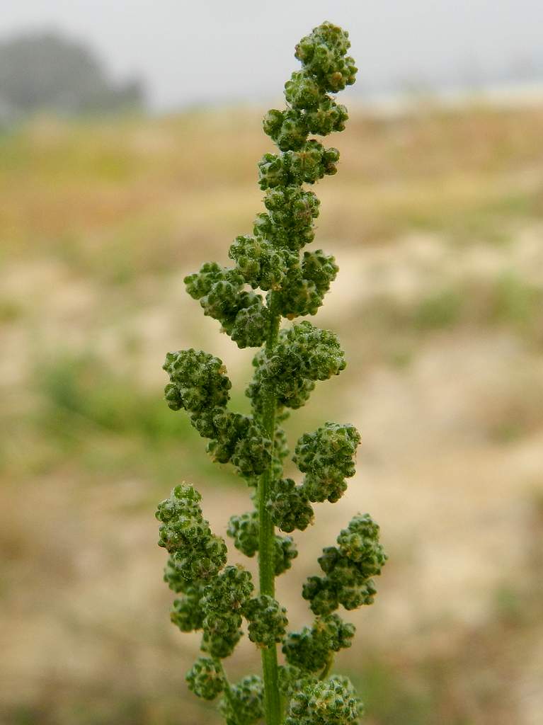 Chenopodium album / Farinello comune